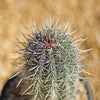 Giant Cardon or False Saguaro - Pachycereus pringlei -3