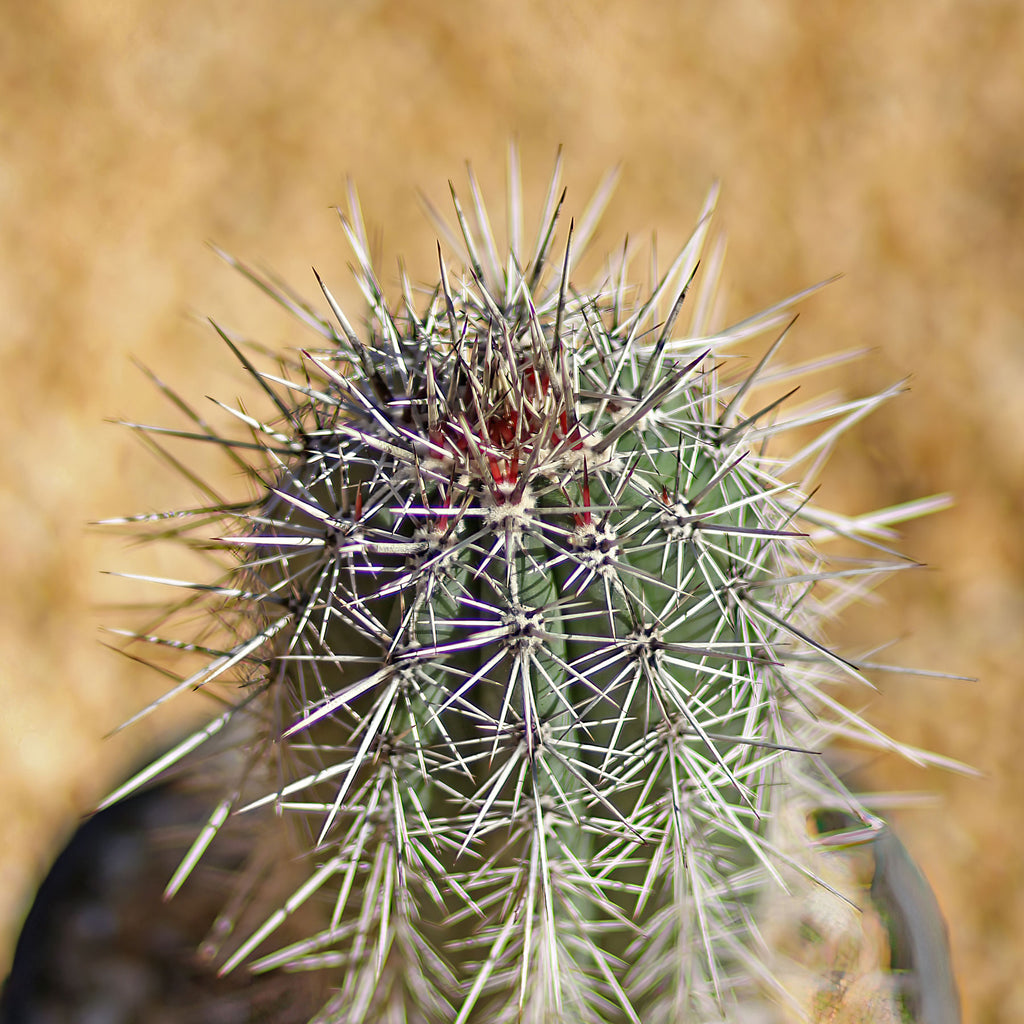 Giant Cardon or False Saguaro - Pachycereus pringlei -3