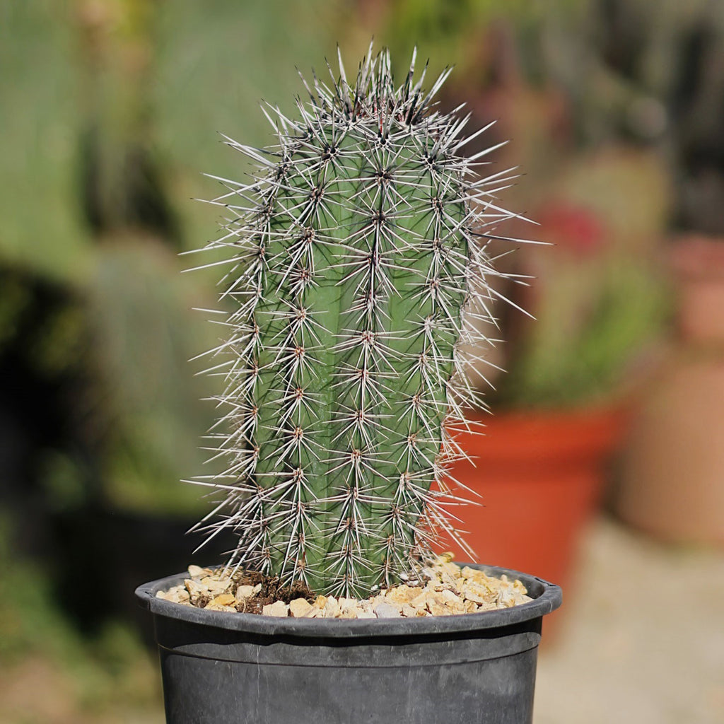 Giant Cardon or False Saguaro - Pachycereus pringlei -2