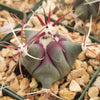 Coville Barrel Cactus &