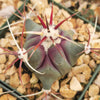 Coville Barrel Cactus &