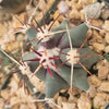 Coville Barrel Cactus &