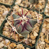 Coville Barrel Cactus &