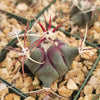 Coville Barrel Cactus &