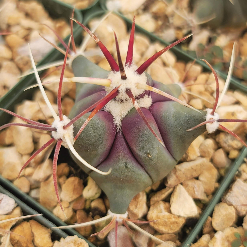 Coville Barrel Cactus &