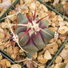 Coville Barrel Cactus &