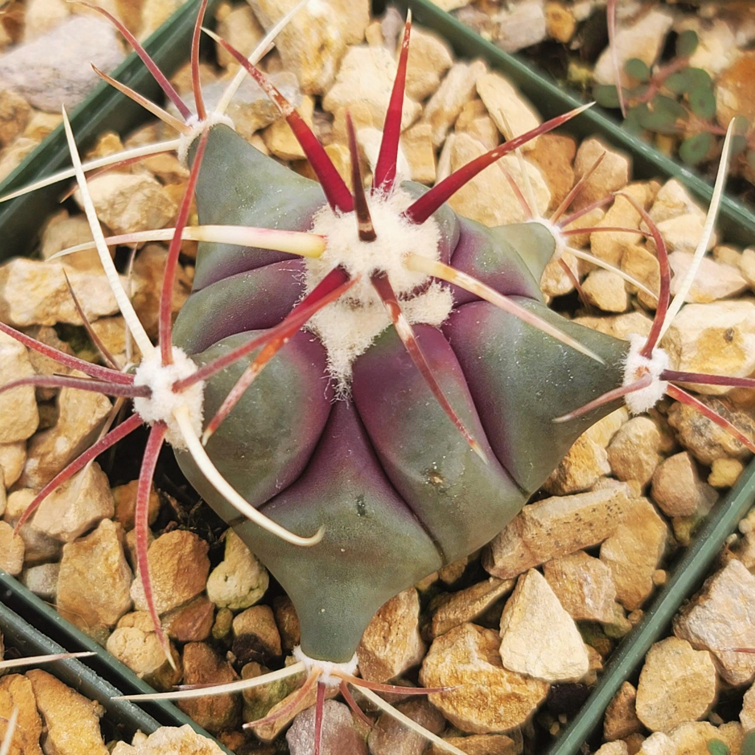 Coville Barrel Cactus 'Ferocactus emoryi'