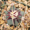 Coville Barrel Cactus &