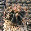 Ferocactus gracilis subs. Gatesii