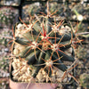 Ferocactus gracilis subs. Gatesii