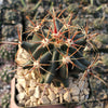 Ferocactus gracilis subs. Gatesii