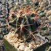 Ferocactus gracilis subs. Gatesii