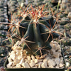 Ferocactus gracilis subs. Gatesii