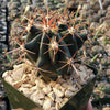 Ferocactus gracilis subs. Gatesii