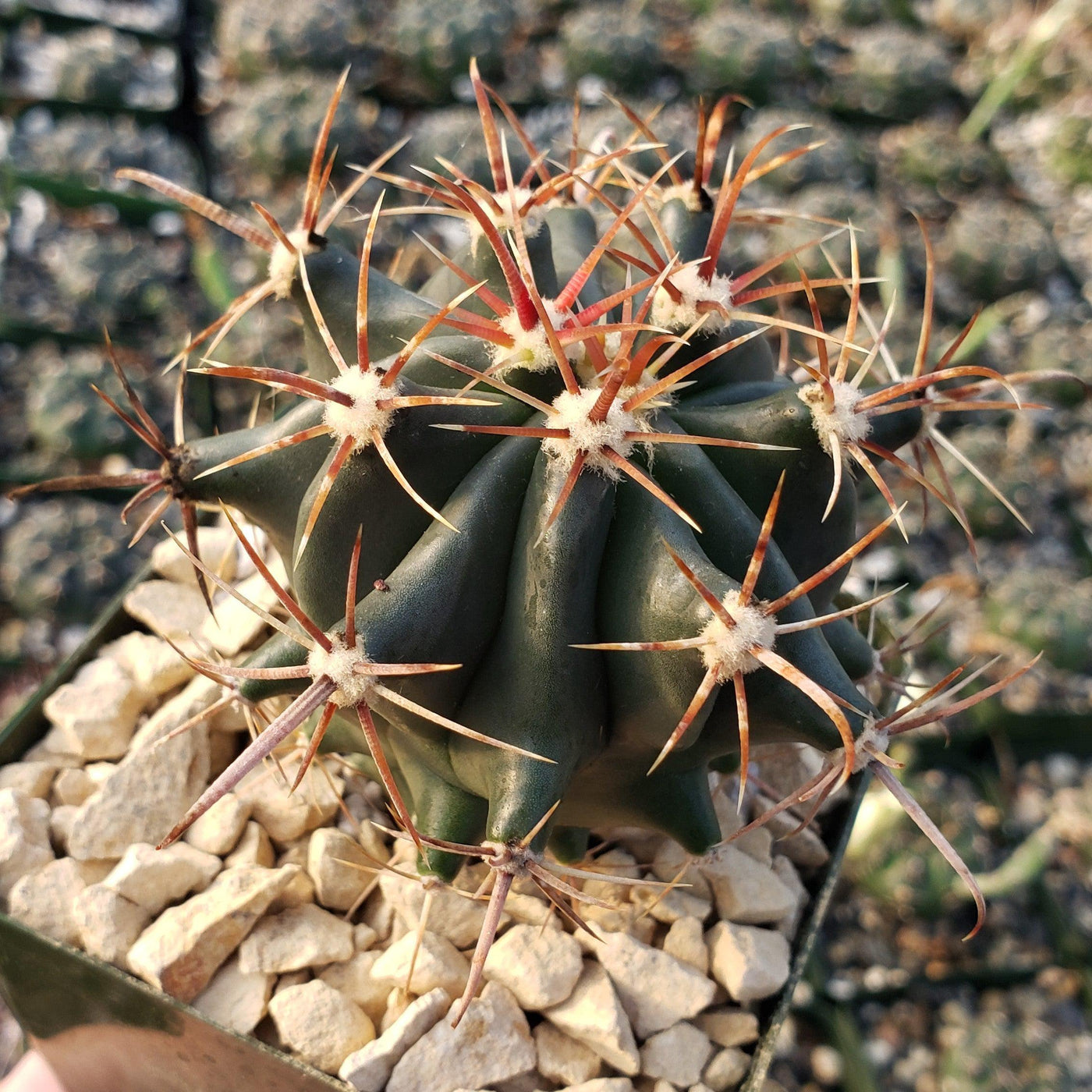 Ferocactus gracilis subs. Gatesii