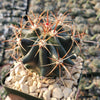 Ferocactus gracilis subs. Gatesii