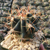 Ferocactus gracilis subs. Gatesii