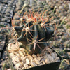 Ferocactus gracilis subs. Gatesii