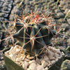 Ferocactus gracilis subs. Gatesii