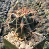 Ferocactus gracilis subs. Gatesii