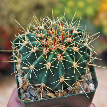 Schwarz's Barrel Cactus