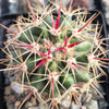 Ferocactus tiburonensis