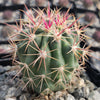 Ferocactus tiburonensis