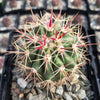 Ferocactus tiburonensis