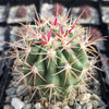 Ferocactus tiburonensis