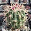 Ferocactus tiburonensis