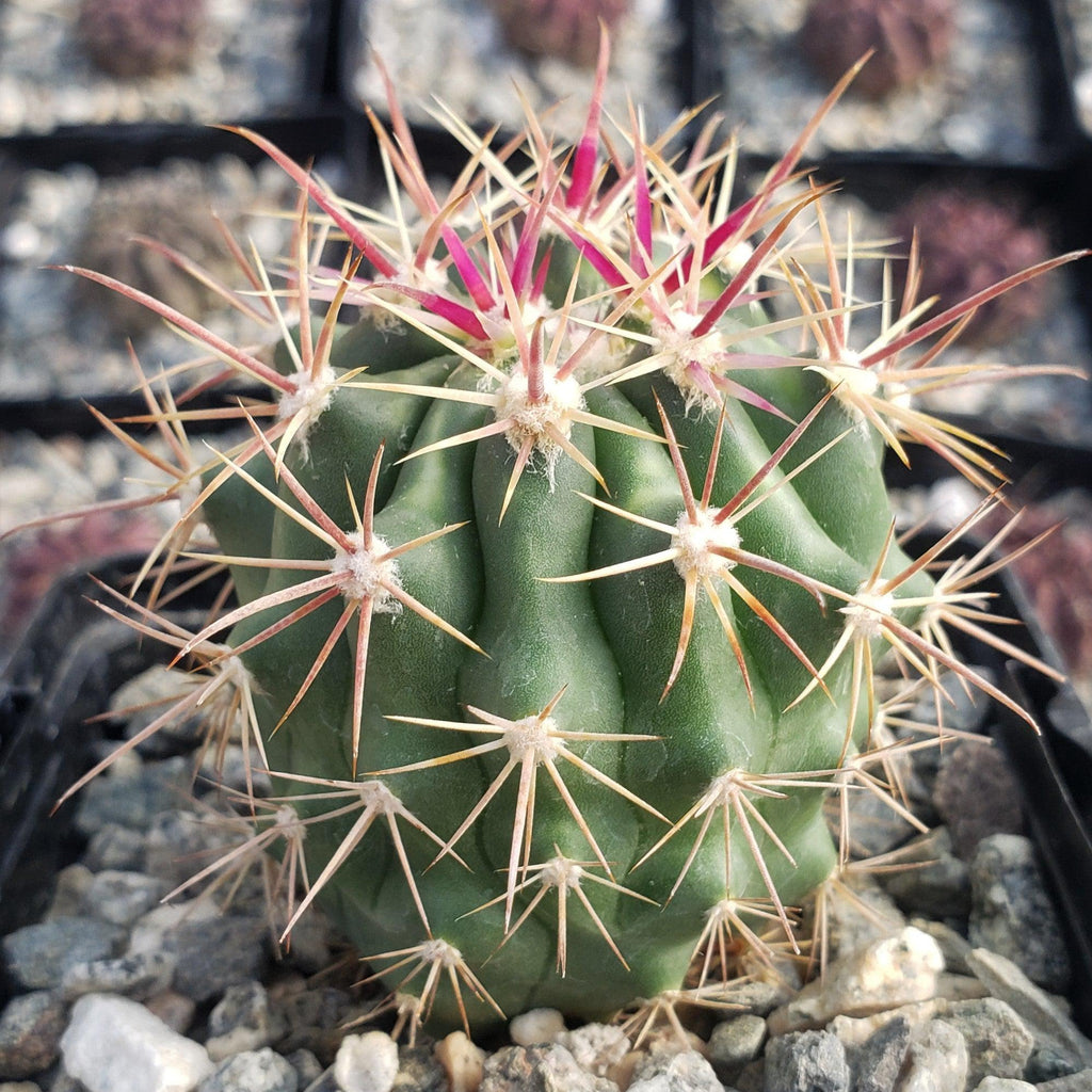 Ferocactus tiburonensis