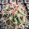 Ferocactus tiburonensis