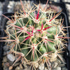 Ferocactus tiburonensis