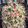 Ferocactus tiburonensis