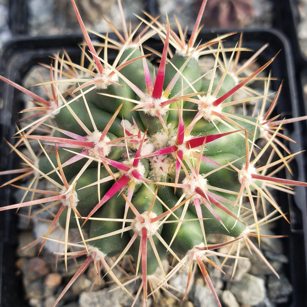 Ferocactus tiburonensis