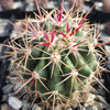 Ferocactus tiburonensis