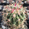 Ferocactus tiburonensis