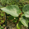 Ficus brandegeei