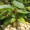 Ficus brandegeei