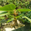 Ficus brandegeei