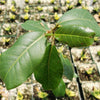 Ficus natalensis