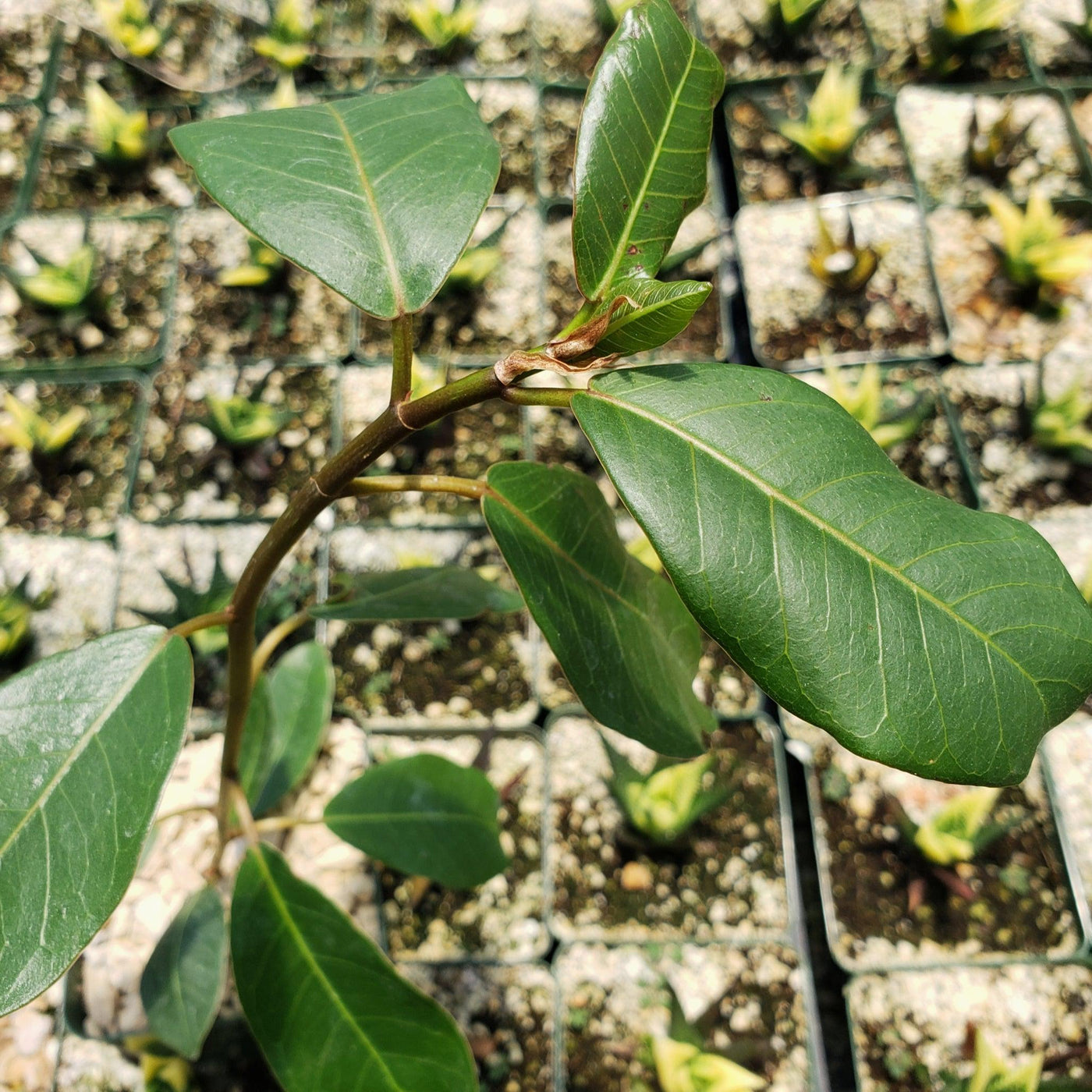 Native Ficus Tropical Ficus Natalensis | Popular Evergreen Tree | Planet Desert