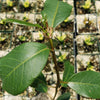 Ficus natalensis