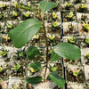 Ficus natalensis