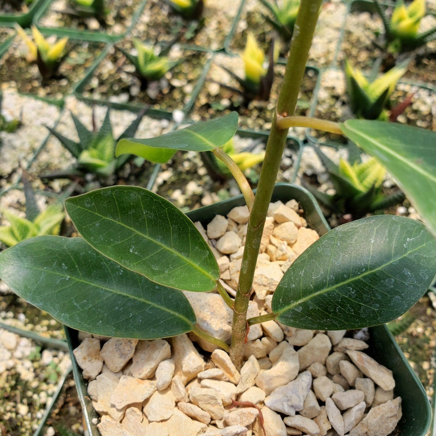 Tropical Ficus Natalensis | Popular Evergreen Tree | Planet Desert