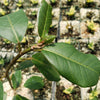 Ficus natalensis