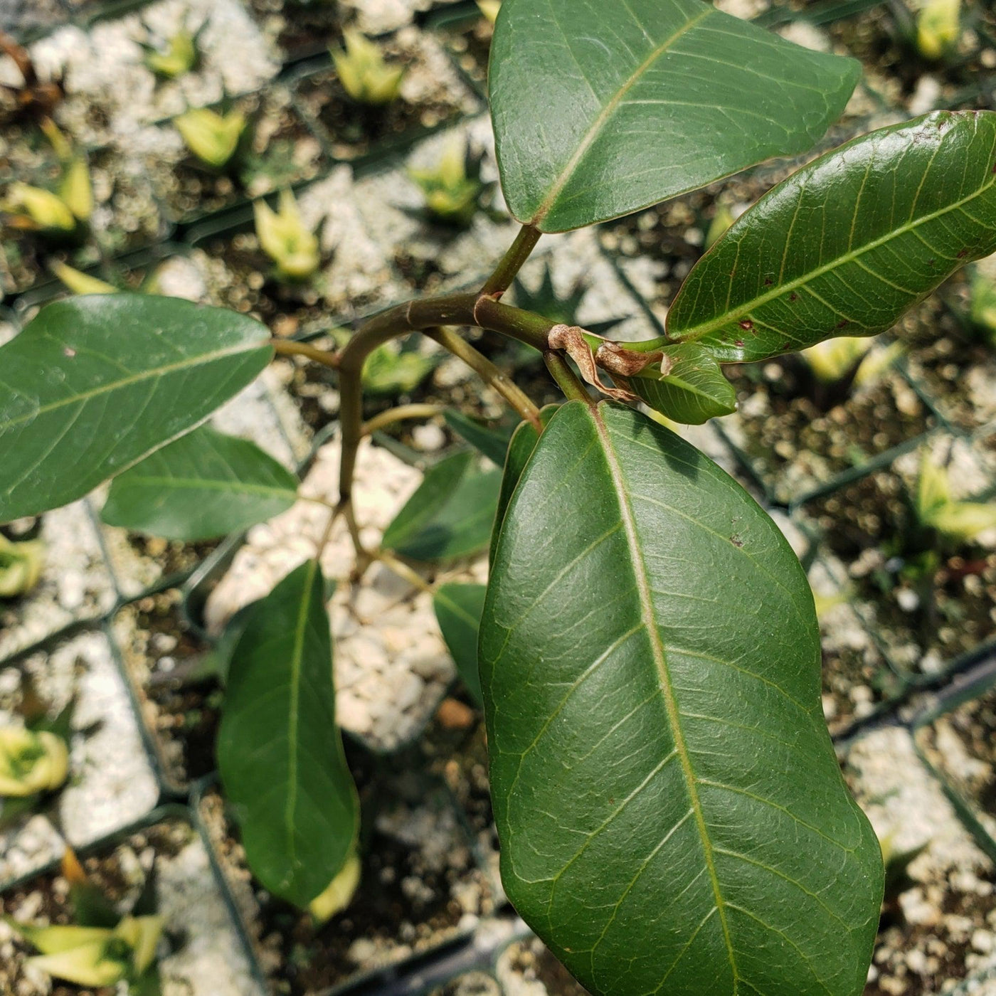 Native Ficus Tropical Ficus Natalensis | Popular Evergreen Tree | Planet Desert