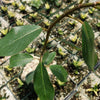 Ficus natalensis