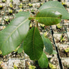 Ficus natalensis