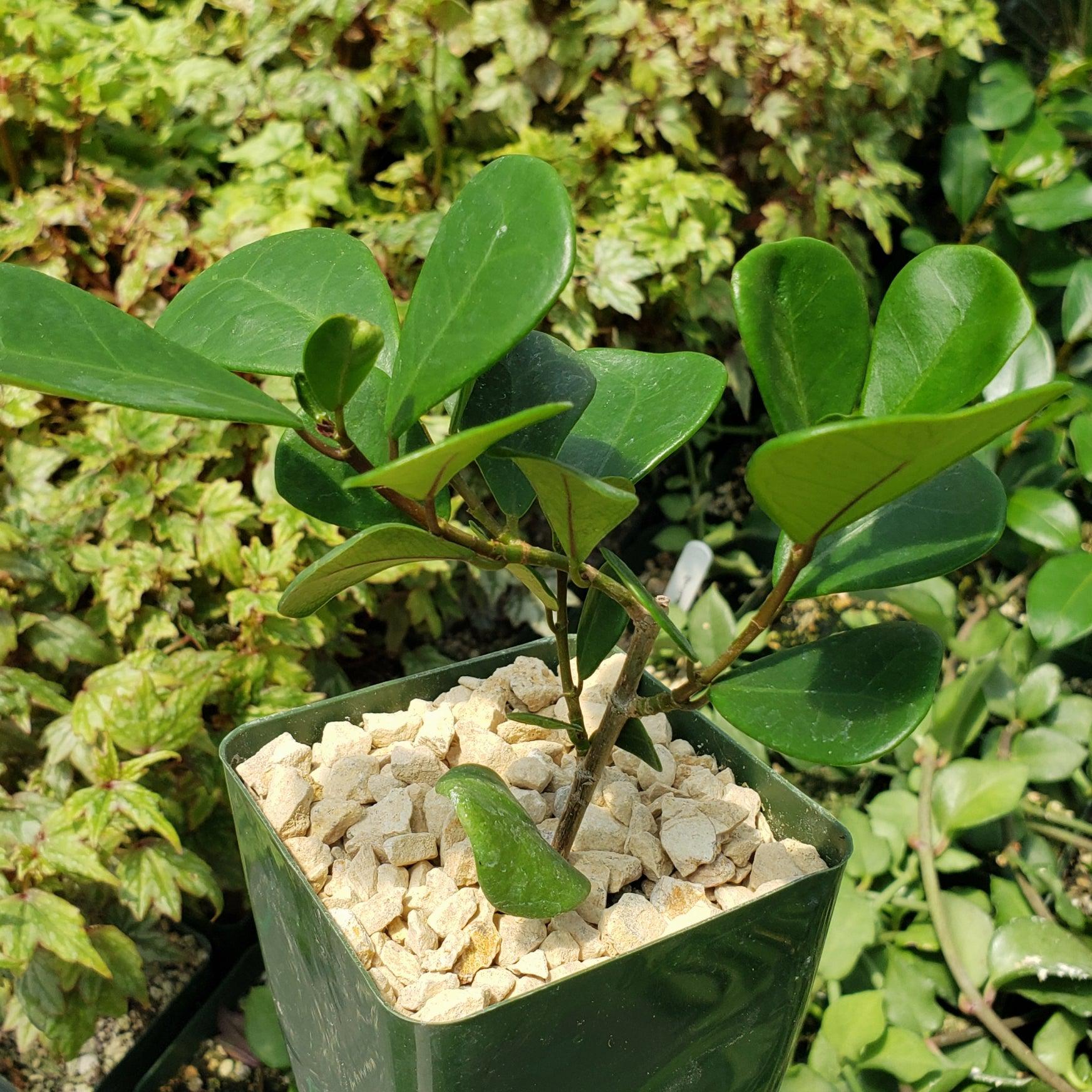 Fixus Tree Triangular Shop ‘Ficus triangularis – Triangle Ficus’ Care and Growing Guide ...